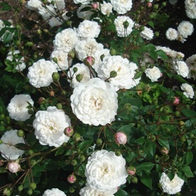 Rosa 'White Pet'